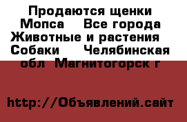 Продаются щенки Мопса. - Все города Животные и растения » Собаки   . Челябинская обл.,Магнитогорск г.